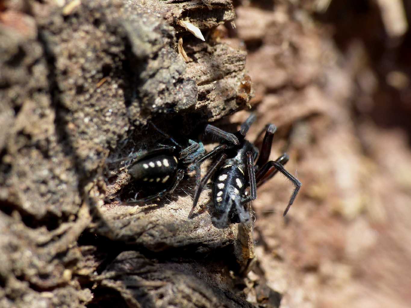 Coppia di Nurscia albomaculata - S. Teresa G. (OT)